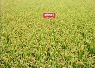 新稻10號