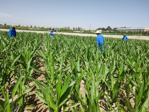 三抓三促進(jìn)行時(shí) | 加速新品種研發(fā) 凸顯核心競(jìng)爭力 為種業(yè)振興插上科技創(chuàng)新的翅膀 —— 敦煌種業(yè)研究院“三抓三促”行動(dòng)紀(jì)實(shí)